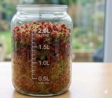 Sphagnum Moos🌈 rot/grün