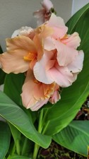 Canna "Debbie" angetriebenes