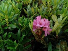 Rostblättrige Alpenrose -