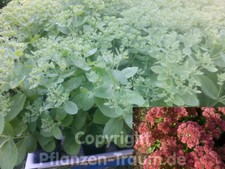 Fette henne sedum - fette,