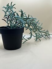 IKEA FEJKA Topfpflanze künstlich drinnen/draußen/Senecio radicans hängend 9 cm