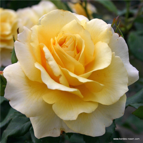 Gartenrose edelrose sunny - gartenrose,