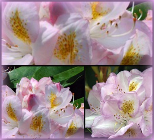 Rhododendron gomer waterer - rhododendron,