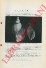 TIBA R. - KOSUGE S. - Gattung Volutopsius Moerch, 1857 (Gelegenheitsveröffentlichungen).