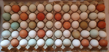 30 Hühner Bruteier Amrock,Brahma,Lakenfelder,Marans,Bielefelder,Sperber,Sussex 