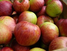 Apfel,  Gewürz - Luiken von