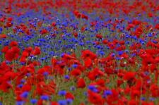 20m²-2000m² MOHNWIESE Saatgut ? KLATSCHMOHN + KORNBLUME Bienenweide Hummelweide