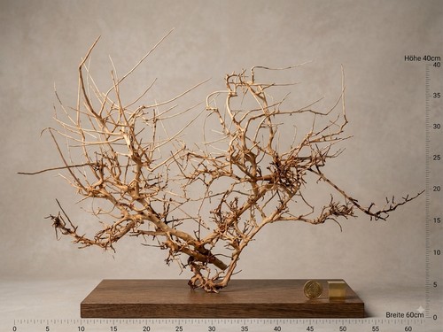 Thai wood wurzel spiderwood - thai,