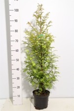 1 Stück Mammutbaum (Höhe: 100-110 cm), Metasequoia glyptostroboides + Dünger