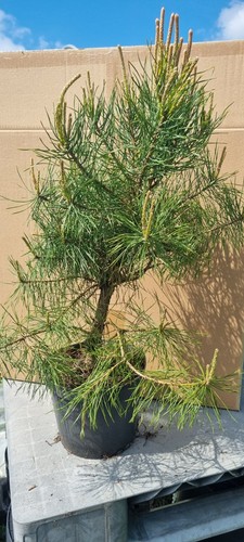 Bonsai kiefer pinus - pinus, sp.