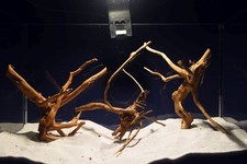 Aquarium Wurzel - SET /