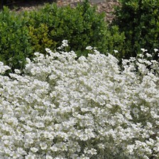 Niedriges Hornkraut -