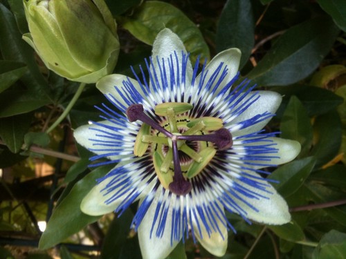 Passionsblume passiflora - passionsblume,