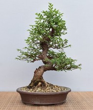Bonsai Indoor, Chinesische