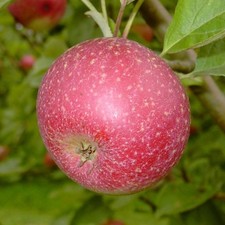Rote Sternrenette Apfelbaum Winter Weihnachtsapfel Buschbaum Halbstamm Hochstamm