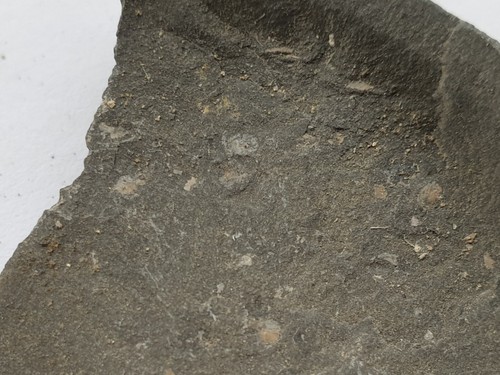 Muschelkrebse - (ostracoda),