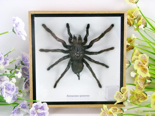 Riesige echte vogelspinne - echte,