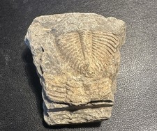 Versteinerung Trilobit