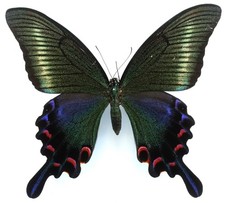 PAPILIO MAACKII (MAYBE NEW) SSP. FEMALE (SUMMER) FROM TSUSHIMA ISL., JAPAN (XXL)