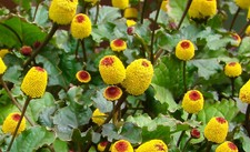 200 Samen PARAKRESSE Jambu