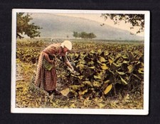 40393/ Zigarettenfabrik W. Lande Dresden – Auf deutscher Scholle – Nr. 200