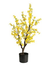 Forsythienbaum /