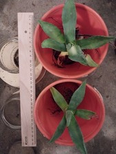 Agave americana       ca. 14