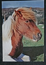 Pferdepostkarte, AK Pferde