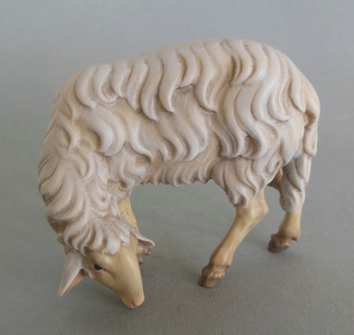 Schaf äsend hoch für - schaf,