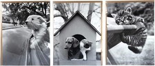 IKEA BILD Set Hund Katze + Bilder-Rahmen EDSBRUK 30 x 40 cm schwarz weiß Poster 