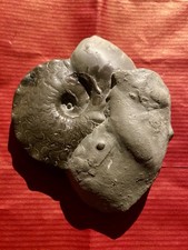 Seltener Enodis Ceratit aus
