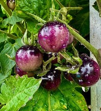 Indigo Blue Berries blaue Tomate ertragreiche Cocktailtomate blue tomato Berry