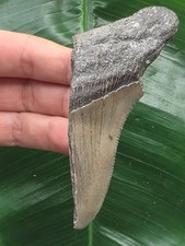 9,8 cm großes Zahnfragment des Megalodon - Hai Haizahn Fossil
