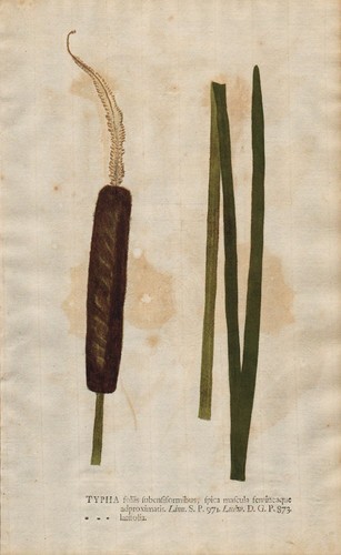 Typha rohrkolben cattail - typha,