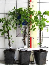 Akebia quinata   -   seltene asiatische Kletterpflanze