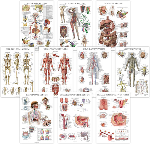 Anatomisches poster set - anatomisches, poster-set