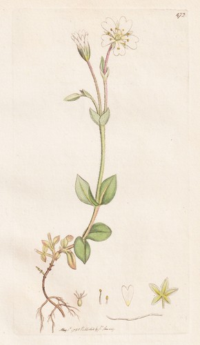Cerastium alpinum hornkraut - alpinum,