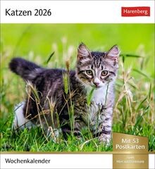 Katzen postkartenkalender 2026 - katzen,