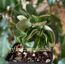 Adenium DHA „MEDUSA“, 2 Samen. Wüstenrose