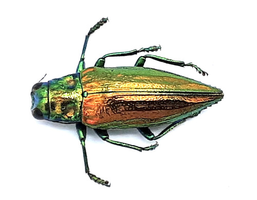 Buprestidae chrysodema sp - buprestidae,,