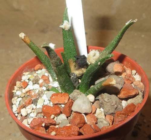 Ariocarpus agavoides tula - agavoides,