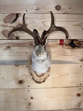 Authentic Jackalope Taxidermy