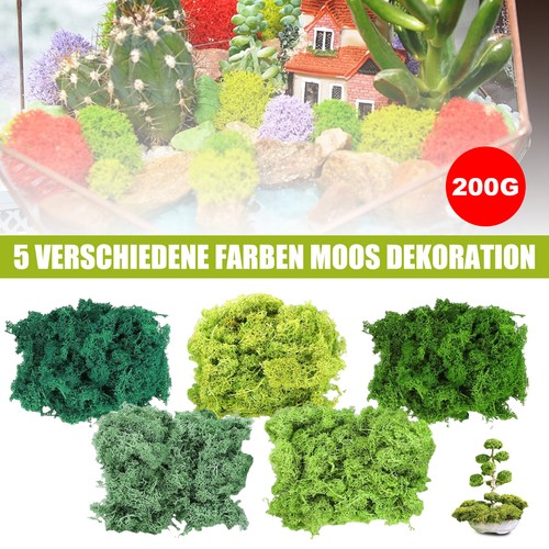 Islandmoos zum basteln - basteln, in