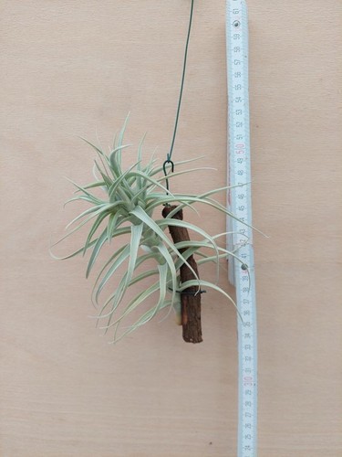 Tillandsia jequiensis