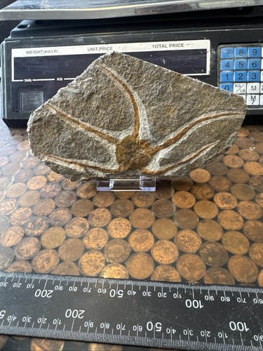Fossil seestern sprödestern - seestern,