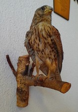 A - 055 Präparat  einjähriger Turmfalke m. Verkaufs Befreiung CITES CERTIFIKATE