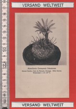 Otto Stoye: Mamillaria