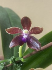 Original phal phalaenopsis - phal,
