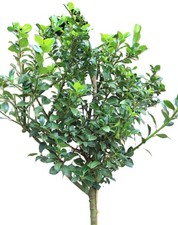 Stechpalme ilex heckenstar - stechpalme,