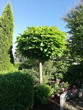Catalpa bignonioides nana - catalpa,